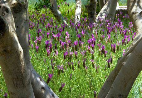 planting ground cover