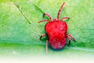 red velvet mite