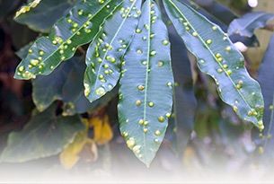 gall mites